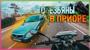 МБ 40: ОБЕЗЬЯНЫ В ПРИОРЕ ЛЕТЯТ ПО ВСТРЕЧКЕ