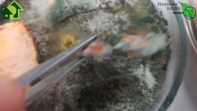 НАУЧНАЯ ПЯТНИЦА. Правда о кожуре бананов, апельсинов, мандаринов. Химоза или нет? Можно ли в землю?