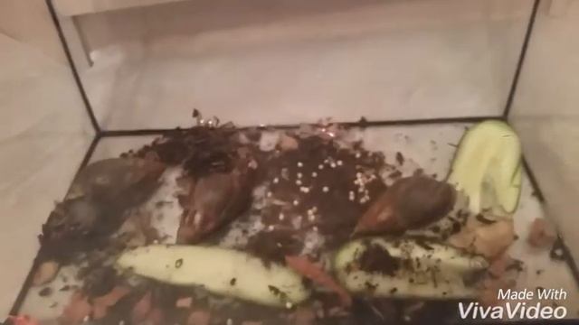 УЛИТКИ АХАТИНЫ МОИ ДРУЗЬЯ?АХАТИНЫ смотреть онлайн