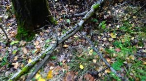 ГРИБЫ ПОСЛЕ ПЕРВЫХ ЗАМОРОЗКОВ,ПОДМОСКОВЬЕ2019