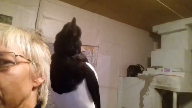 Говорящая сорока смотреть онлайн