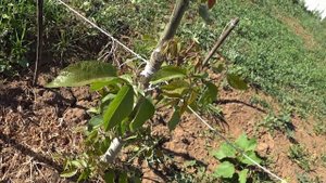 ГРЕЦКИЙ орех ПОСЛЕ ЗАМОРОЗКА просит корректировку. Как обрезать такой грецкий орех.