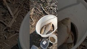 Удачная рыбалка в Пятиморске! Шлюз 13