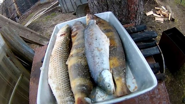 Коптим Кефаль, Голец, Терпуг и Жарим Мясо