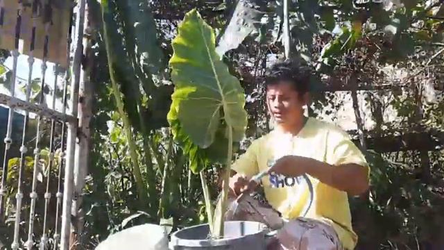 How to plant  Alocasia/Elephant Ear,,,