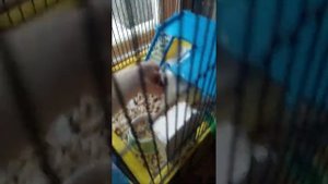 первое видео с Японскими мышками, Бамбуковая мышь, или танцующая ?