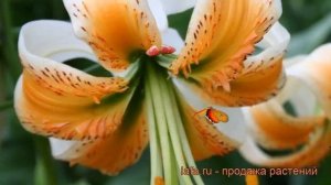 Лилия видовая Леди Элис (lilium) ? лилия Леди Элис обзор: как сажать луковицы лилии Леди Элис