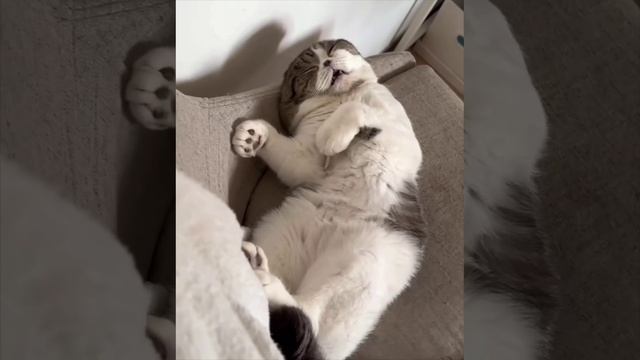 Без названия – смотреть короткие видео (Shorts) от СМЕХ ТВ в хорошем качестве и бесплатно на RUTUBE  длительность:  00:00:14 создано: 20 января 2024 года в 13:00:50 опубликовано: 20 января 2024 года в 13:01:17