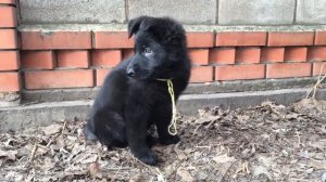 Девочка. 2 месяца. Черная Немецкая Овчарка.