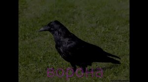 Первые слова малыша. ПТИЦЫ.