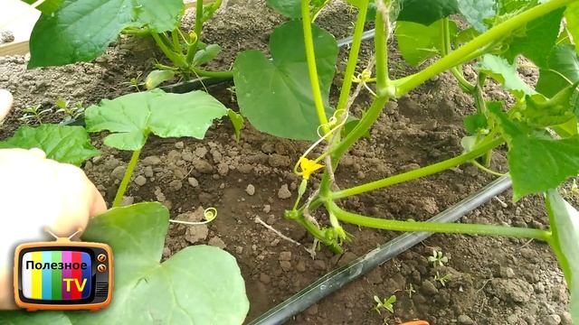 СДЕЛАЙТЕ ЭТО С ОГУРЦАМИ ПОЛУЧИТЕ РАННИЙ ОБИЛЬНЫЙ УРОЖАЙ смотреть онлайн