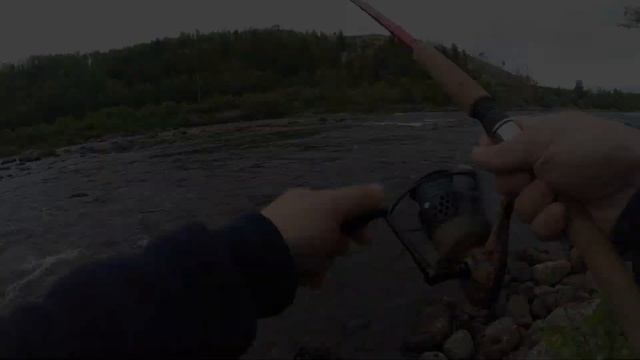 СЕМГА на креветку Шонгуй Мурманская область/Salmon fishing for shrimp