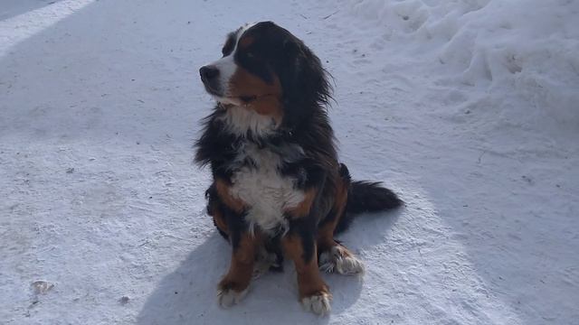 Красивая ЛАЙМА БЕРНСКИЙ ЗЕННЕНХУНД смотреть онлайн