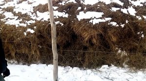 Бараны\ электро пастух\ Жизнь в деревне