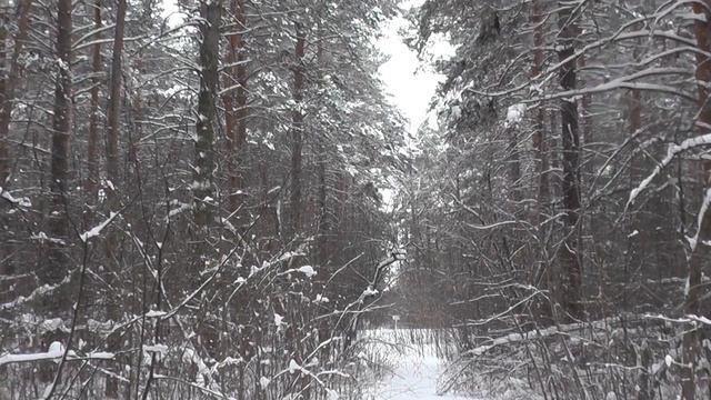 Завораживающая красота зимнего леса.Заельцовский парк. Новосибирск.