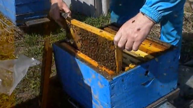 Продаются пчелосемьи карпатки Харьковская обл 0506379650 смотреть онлайн