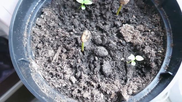 Growing Arabica Coffee from Coffee Beans | How to Plant Coffee смотреть онлайн
