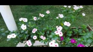 How to care seasonal plants in summer/Flowering plants Care and tips/Home garden/Salu Koshy