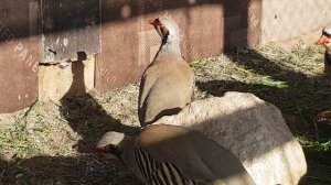 Мои племенные кеклики.