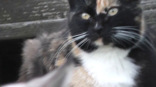 Кошкины глаза смотреть онлайн