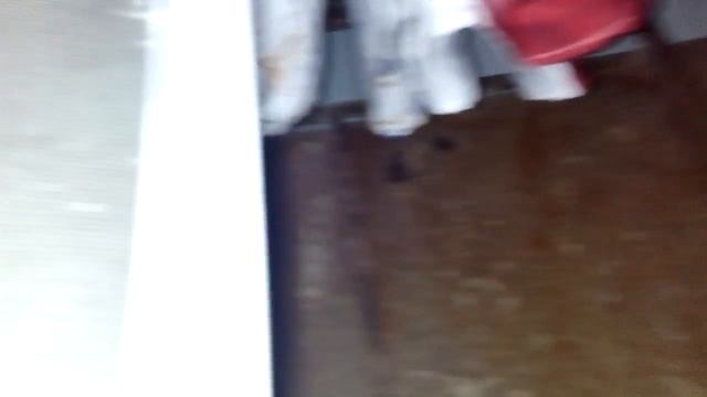 Я спрятал кота смотреть онлайн