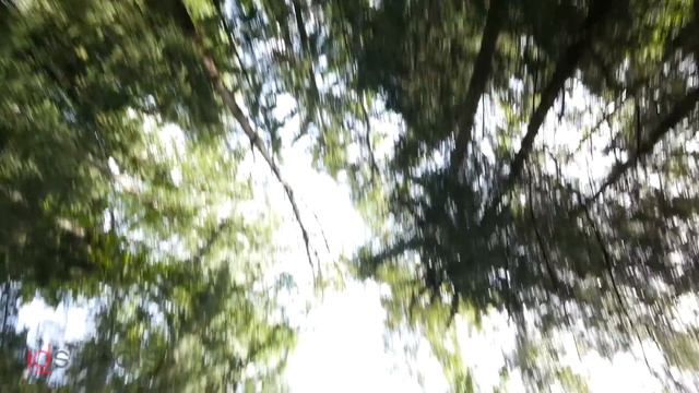 4К видео Panasonic GH-4 Лес, Радищево смотреть онлайн