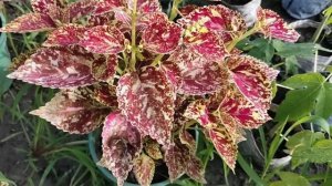 10 most beautiful Coleus Plant verities II 10টি সবচেয়ে সুন্দর কোলিয়াস উদ্ভিদের জাত ll JayGardenin