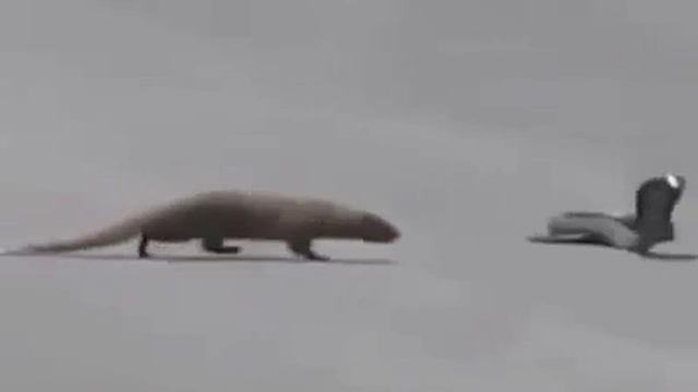 Мангуст и кобра смотреть онлайн