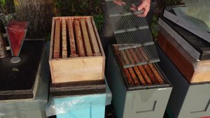 7 апреля даю магазины для раннего взятка с ивы