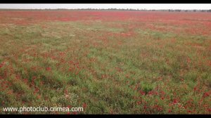 Крым. Красные маки
