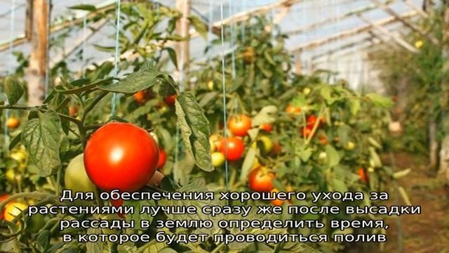 Каким образом и как часто поливать помидоры в теплице: советы опытных фермеров для получения обиль.