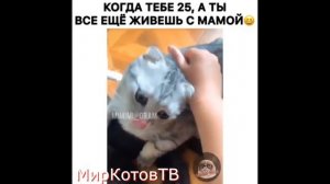 СМЕШЫЕ ВИДЕО ПРО КОТОВ/ОЧЕНЬ СМЕШНЫЕ ЖИВОТНЫЕ №24