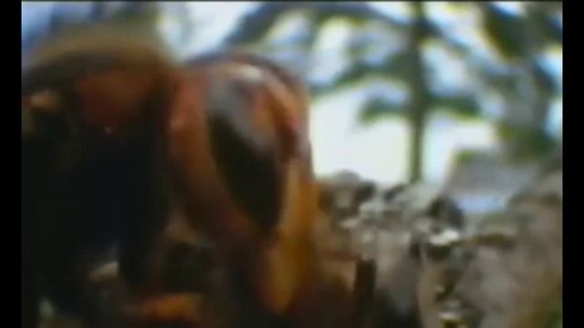 Невероятные способности пчел. Интересные факты. смотреть онлайн