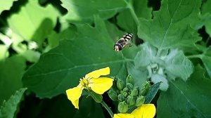 Шустрая муха журчалка. Замедленное воспроизведение.