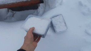 Как вырастить лаванду из семян.