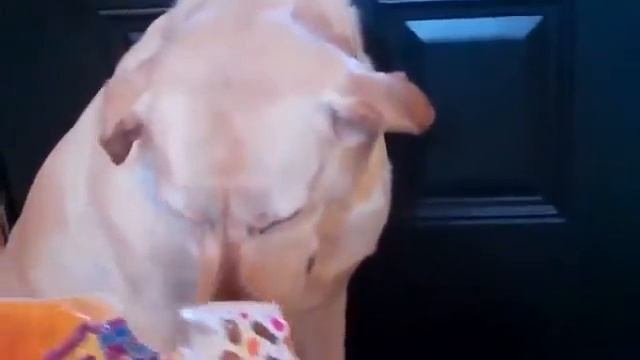 После Этого Собаке Стало Стыдно! смотреть онлайн