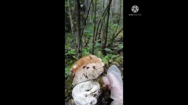 Подосиновик красный смотреть онлайн