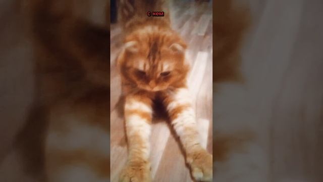 #Приколы#Кот#Смехдослез#Улетноевидио #Юмор #Шутки
#Prikoly#Kot#Smekhdoslez#Uletnoyevidio #Yumor #Shu