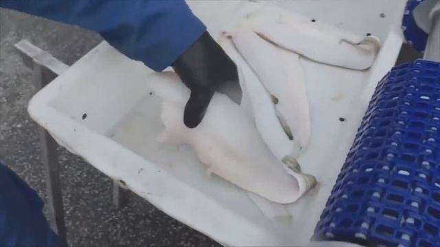 OPTI-TRIM Explained смотреть онлайн