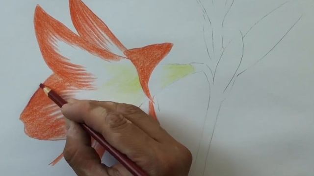 Dibujo y Pintura de Representación dibujo de Amaryllis con lápices de colores смотреть онлайн