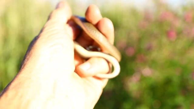 Японский Уж - почти взрослый - 02 сентября 2022 - Пятница - прогулка к морю - Японское море - смотреть онлайн