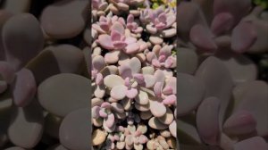 How to care for pink healthy moonstones Succulents Plants