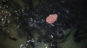 Кормление африканского клариевого сома