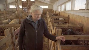 Разведение и скрещивание овец | Фермерское хозяйство Капри