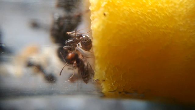 Жнецы под линзой смотреть онлайн