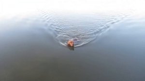 Кокер-спаниель на рыбалке,охоте.