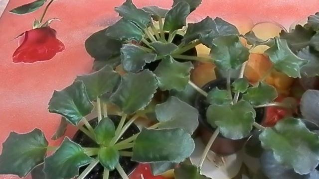 освещение для цветения фиалок и развития нормальной здоровой розетки необходимо смотреть онлайн