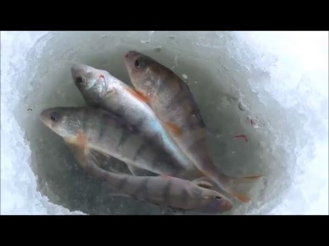 Рыбалка .Ловля окуня . смотреть онлайн