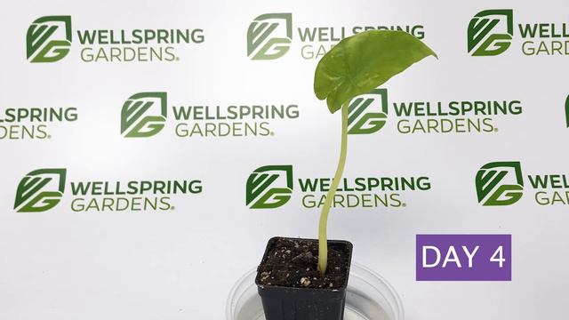 Time-lapse: Calidora Alocasia revives after being sent back (3 weeks in a box) смотреть онлайн