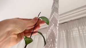 Идея Озеленения: Оригинальное размещение комнатных растений в интерьере!